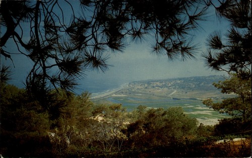 Torrey pines san diego view - pines,