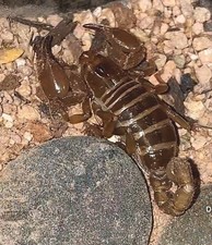 (1) Scorpione di roccia rubino
