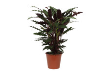 Calathea wavestar vimini - calathea,