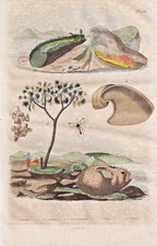 Pesce Palla Pesci Zoologia