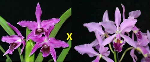 Orchidea cattleya - cattleya, c
