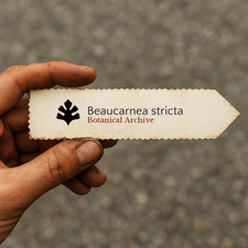 Beaucarnea stricta SEEDS -  -