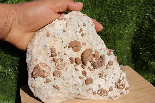 Douvilleiceras ammonite con - douvilleiceras,