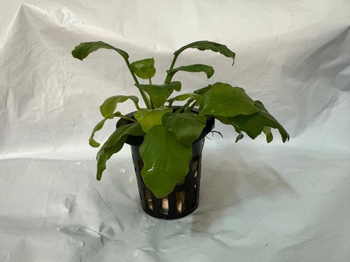Anubias barteri nana - barteri, pianta