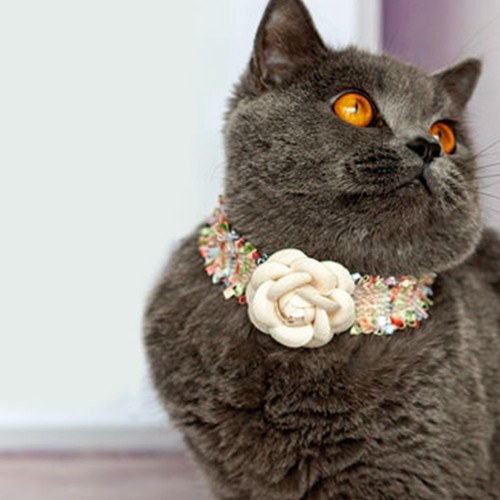 Collarino per gatti collare - ,