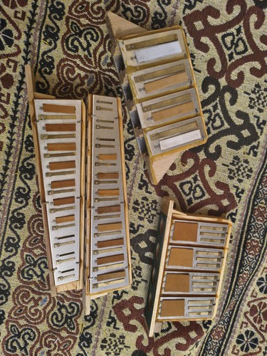 Canne fisarmonica diatonica