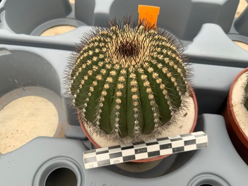 211 uebelmannia pectinifera - 211,
