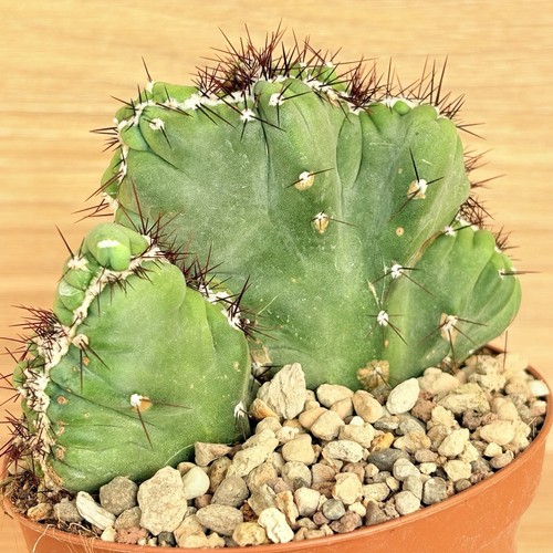 Cereus peruvianus coral f - cereus,