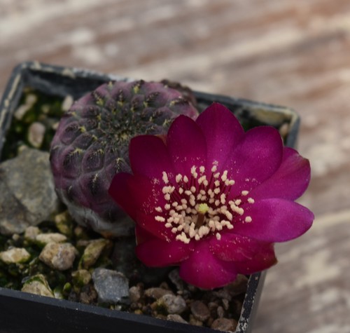 6054 cactus sulcorebutia - 6054-cactus,