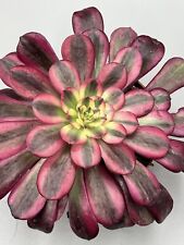 Aeonium Medusa Raro  Corea  Importazione, Colori Vivi Viola Vaso 12