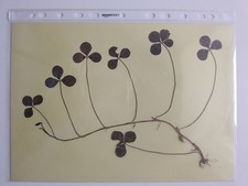 QUADRIFOGLIO VERO - Pianta