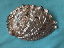 Conchiglia madreperla Haliotis