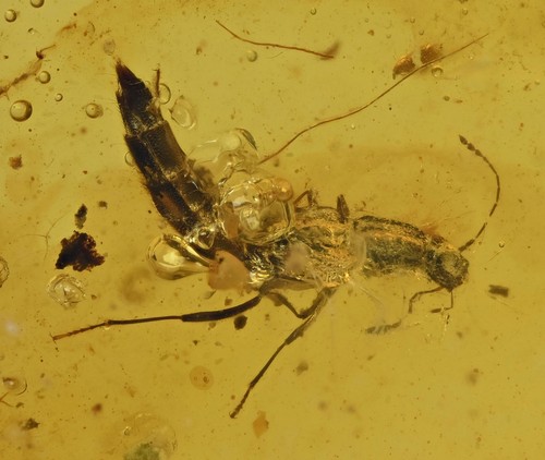 Staphylinidae dettagliato