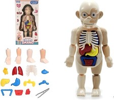 Modellino Corpo Umano per