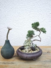 Bonsai da esterno, Chin