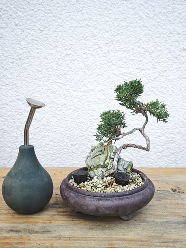 Bonsai esterno chin - bonsai,