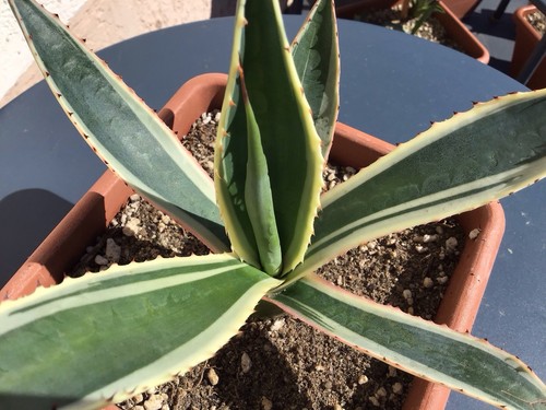 Agave americana expansa