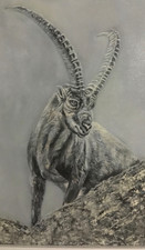 Quadro  stambecco dipinto a olio su tela 30 x 40 cm , senza cornice 