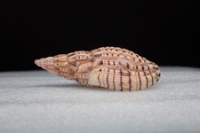 111 - Lyria (Indolyria) patbaili patbaili - Madagascar -  73.1 mm