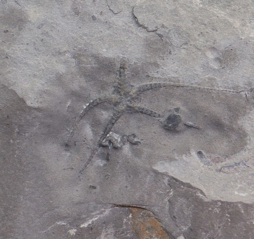 Stella serpente ophiopinna - stella, serpente,