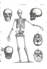 Vii tavole anatomia - ,