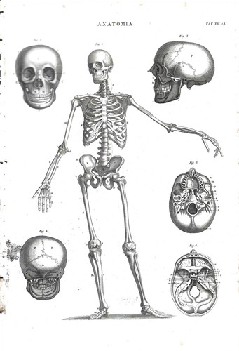 Vii tavole anatomia - di,