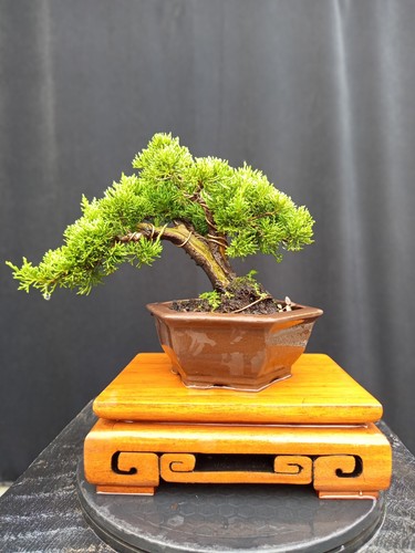 Quadro reale bonsai di - |,