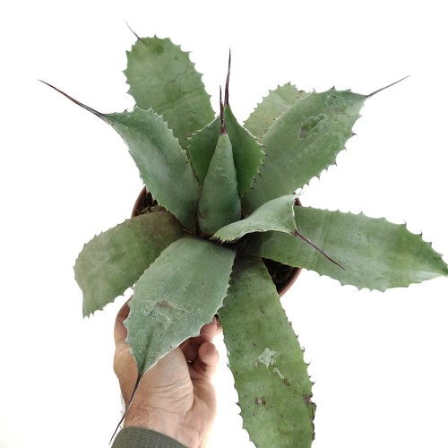 Agave parrasana ovatifolia - parrasana, x