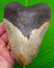 MEGALODONTE DENTE DI SQUALO -