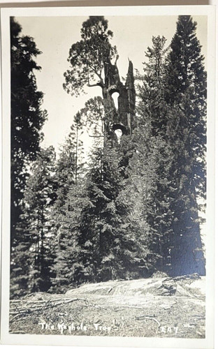 Rppc keyhole tree - rppc, sequoia