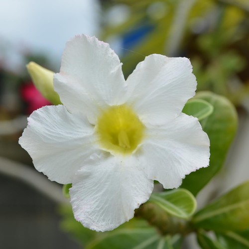 Semi adenium obesum white - 5,