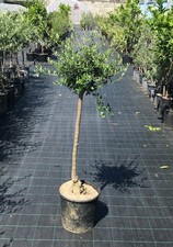 Ulivo Olivo Olea europea