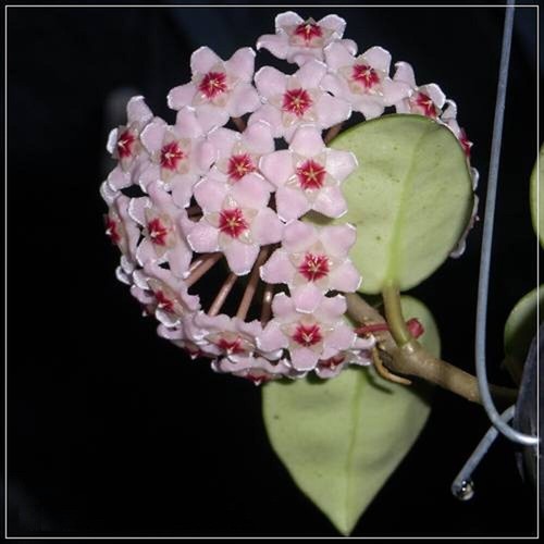 Pianta hoya carnosa - 🌸pianta,