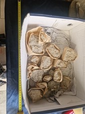 Lotto Di Denti Fossili