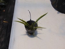 Oncidium tolumnia jairak - jairak, flyer