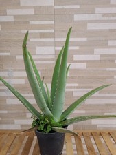 ALOE VERA barbadensis pianta di 4 anni proprietà tonico cicatrizzante drenante