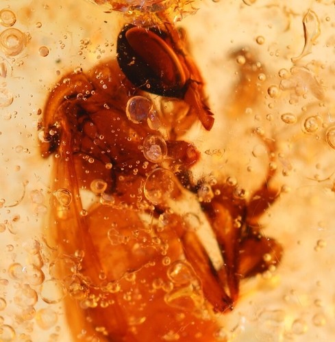 Insetti fossili ambra copale