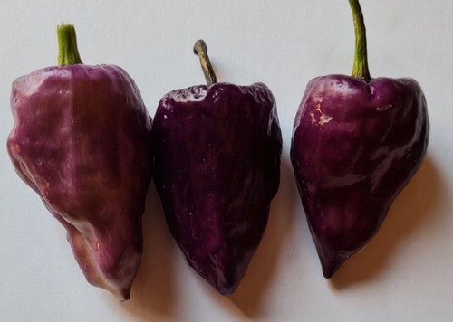 Semi peperoncino purple - peperoncino,