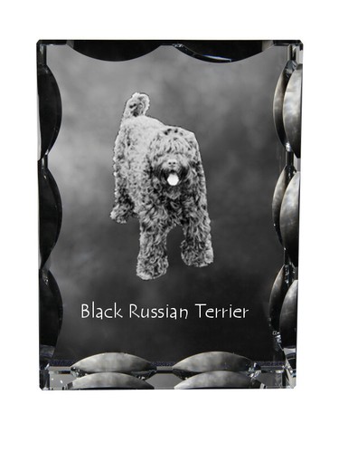 Terrier nero russo - nero,