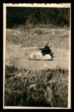 Foto, mostra di cani di razza Erzgeb., cucciolo di teckel sul soffietto 2, 50...
