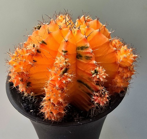 Grande cactus fantasiato - cactus,