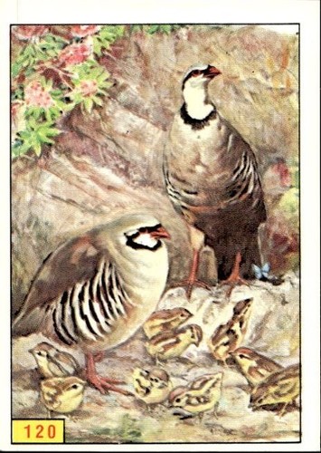 Figurina uccelli panini - uccelli, ed.panini