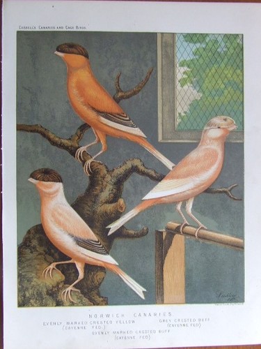 Norwich canaries original - canaries":,