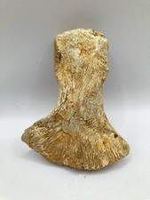 Autentica pagaia Mosasaurus