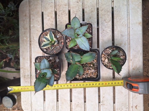 Agave titanota stegosaurus