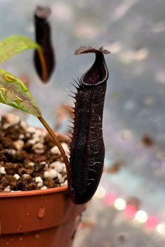 Nepenthes lingulata black - lingulata,