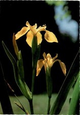Iris pseudacorus, Yellow Flag