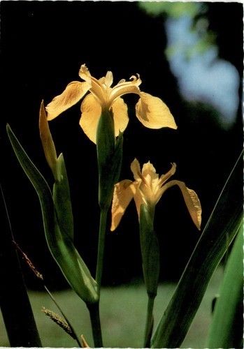 Iris pseudacorus yellow flag - yellow,
