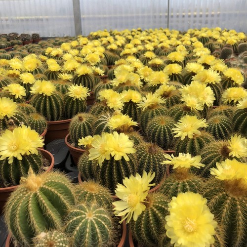 Notocactus magnificus vaso - notocactus,