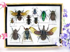 Pezzo unico - Veri insetti